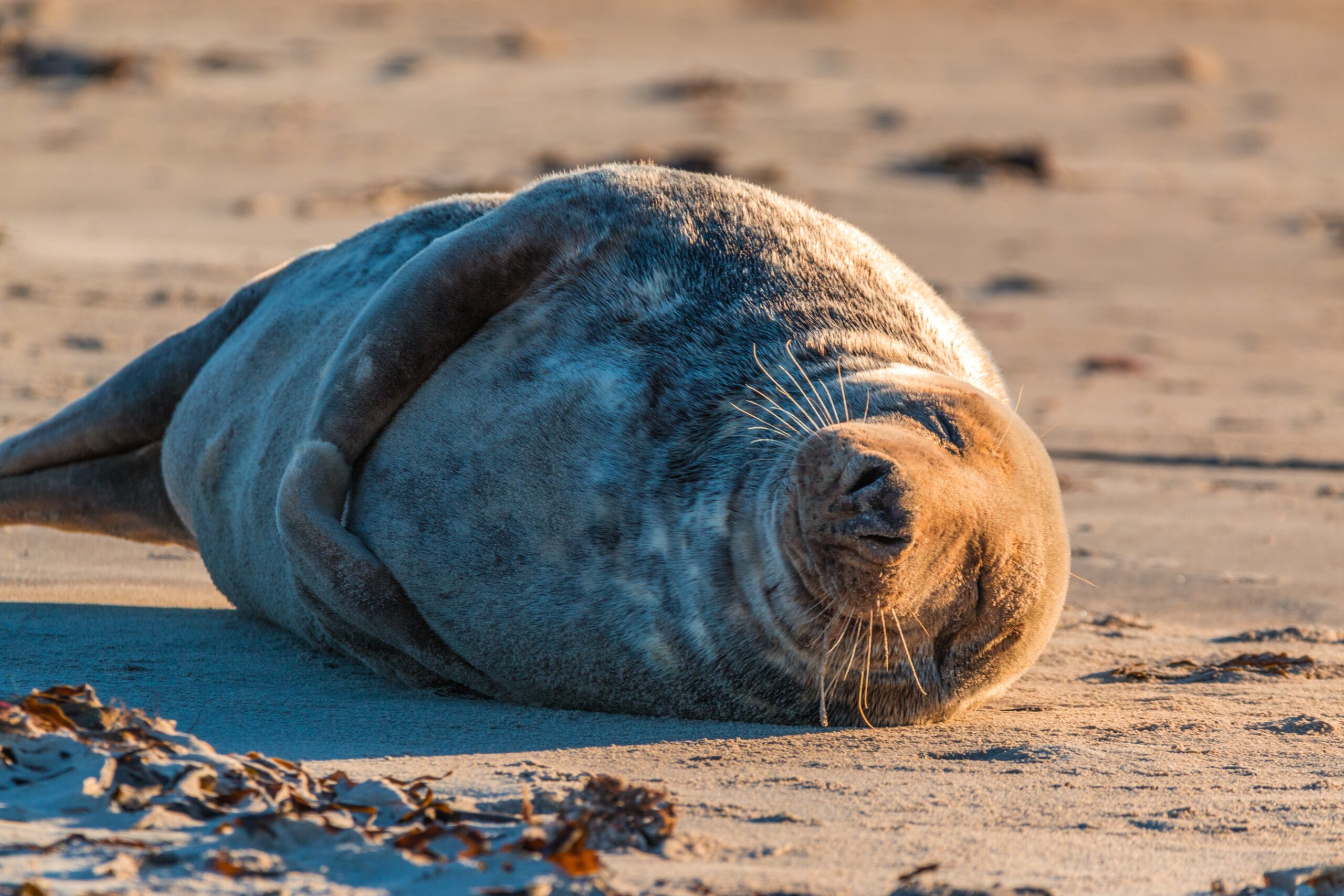 a seal lazes on a beach