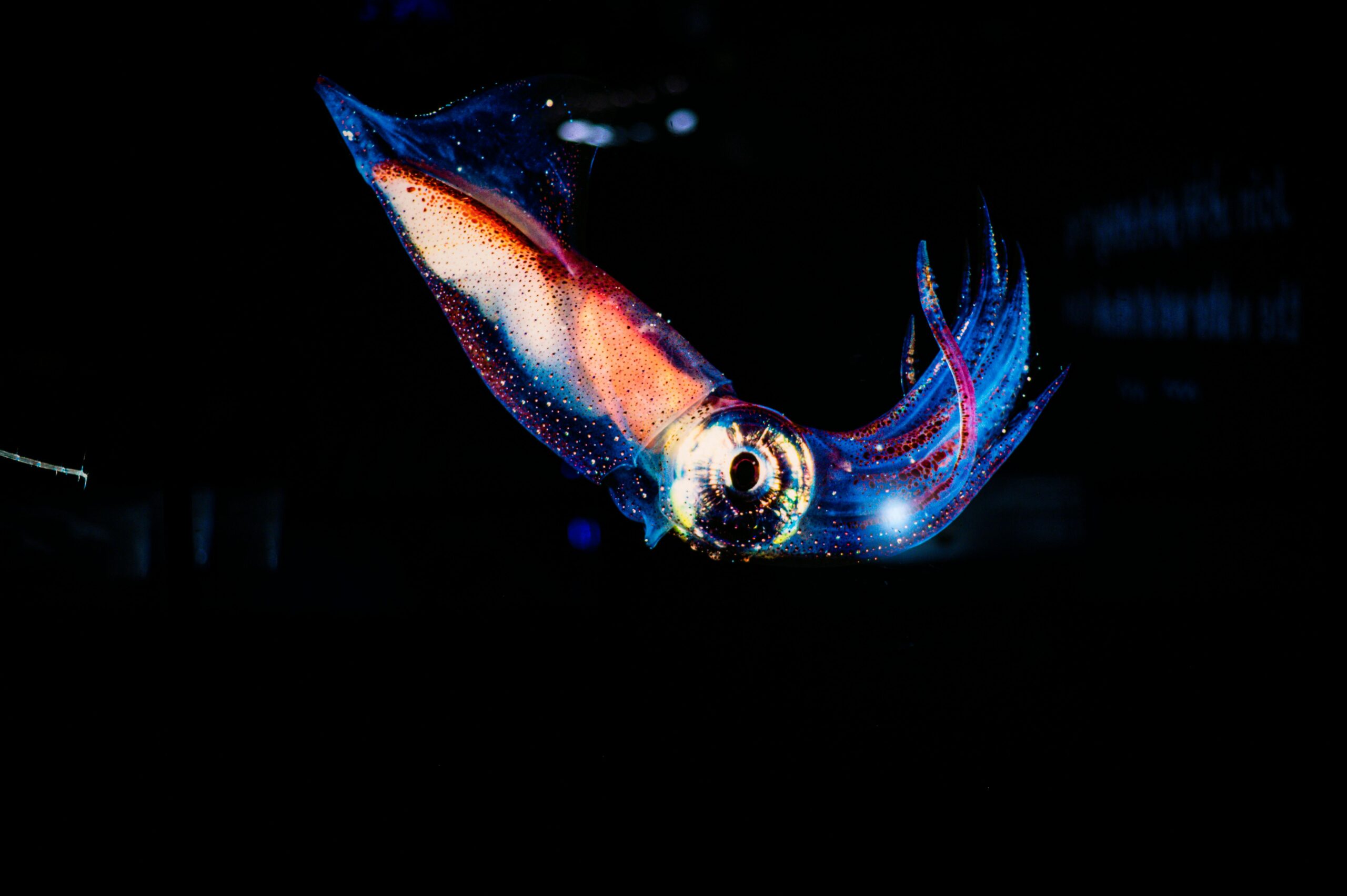 Photo of squid for a post about the most famous paper in neuroscience